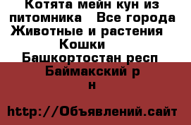 Котята мейн-кун из питомника - Все города Животные и растения » Кошки   . Башкортостан респ.,Баймакский р-н